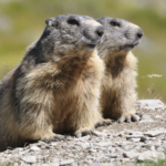 marmotte_jacques_blanc_pnm PARC DU MERCANTOUR